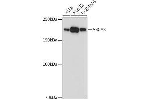 Western blot analysis of extracts of various cell lines, using  antibody (ABIN7265730) at 1:1000 dilution. (ABCA8 抗体)