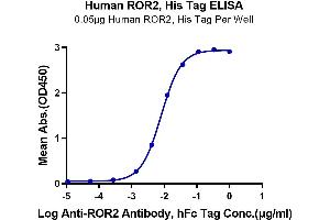 ELISA image for Receptor Tyrosine Kinase-Like Orphan Receptor 2 (ROR2) (AA 34-403) protein (His-Avi Tag) (ABIN7275534)