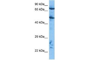 Host:  Rabbit  Target Name:  CUL2  Sample Tissue:  HepG2 Whole Cell lysates  Antibody Dilution:  1. (Cullin 2 抗体  (C-Term))