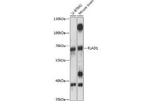 Western blot analysis of extracts of various cell lines, using FL antibody (ABIN7267098) at 1:3000 dilution. (FAD Synthetase 抗体  (AA 388-587))