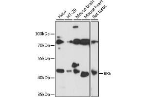 BRE 抗体  (AA 51-229)