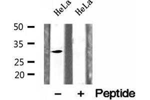 Western blot analysis of extracts of HeLa cells, using CHMP2A antibody. (CHMP2A 抗体  (Internal Region))