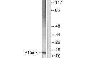Western blot analysis of extracts from HeLa cells, using p15 INK antibody. (CDKN2B 抗体)