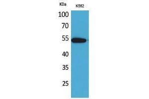 Western Blotting (WB) image for anti-Sialic Acid Binding Ig-Like Lectin 9 (SIGLEC9) (Internal Region) antibody (ABIN3187801) (SIGLEC9 抗体  (Internal Region))