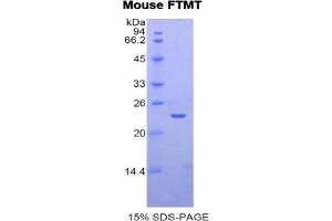SDS-PAGE analysis of Mouse FTMT Protein. (Ferritin Mitochondrial 蛋白)
