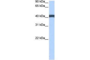Western Blotting (WB) image for anti-Major Facilitator Superfamily Domain Containing 3 (MFSD3) antibody (ABIN2463455) (MFSD3 抗体)