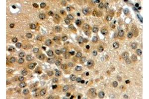 ABIN2564185 (4µg/ml) staining of paraffin embedded Human Hippocampus. (NOTCH3 抗体  (C-Term))