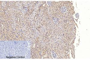 Immunohistochemical analysis of paraffin-embedded rat kidney tissue. (Caspase 3 p17 (AA 100-180), (Cleaved-Asp175) 抗体)