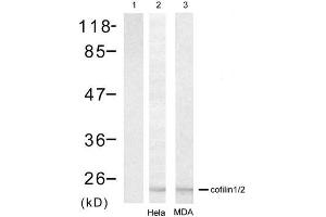 Western blot analysis of extracts from Hela cell and MDA cell using cofilin1/cofilin2 (Ab-88) Antibody (E021507). (Cofilin1/2 (CFL1/2) 抗体)
