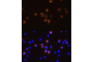Immunofluorescence analysis of L929 cells using SW antibody (ABIN7270654) at dilution of 1:100.