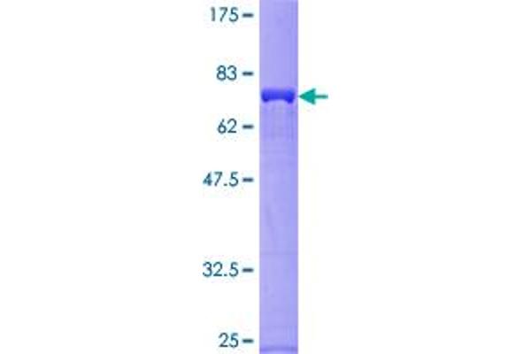 NCK2 Protein (AA 1-380) (GST tag)