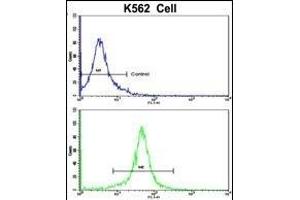 Flow cytometric analysis of K562 cells using ACTG1 Antibody (Center)(bottom histogram) compared to a negative control cell (top histogram). (Actin, gamma 1 抗体  (AA 188-215))