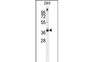 STX16 Antibody (C-term) (ABIN656113 and ABIN2845452) western blot analysis in 293 cell line lysates (35 μg/lane). (Syntaxin 16 抗体  (C-Term))