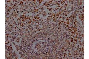IHC image of ABIN7127640 diluted at 1:100 and staining in paraffin-embedded human spleen tissue performed on a Leica BondTM system. (Recombinant ELANE 抗体)