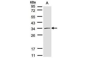 WB Image Sample(30 μg of whole cell lysate) A:293T 12% SDS PAGE antibody diluted at 1:1000