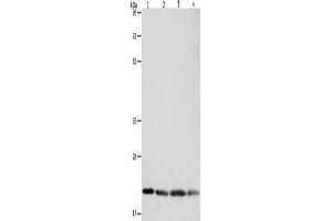 Western Blotting (WB) image for anti-BCL2-Associated X Protein (BAX) antibody (ABIN2427568) (BAX 抗体)
