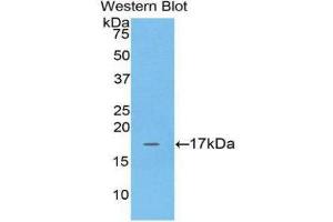 Western Blotting (WB) image for anti-Adrenomedullin (ADM) (AA 35-171) antibody (ABIN1172569) (Adrenomedullin 抗体  (AA 35-171))