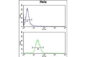 INSIG1 Antibody (N-term) (ABIN652887 and ABIN2842574) flow cytometry analysis of Hela cells (bottom histogram) compared to a negative control cell (top histogram). (INSIG1 抗体  (N-Term))