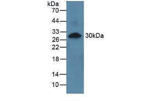 Western blot analysis of recombinant Human PRCP. (PRCP 抗体  (AA 108-376))