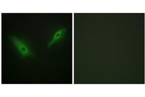 Immunofluorescence analysis of HeLa cells, using KPB1/2 antibody. (KPB1/2 (N-Term) 抗体)