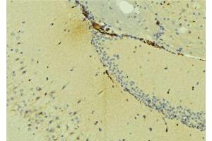 ABIN6275406 at 1/100 staining Mouse brain tissue by IHC-P. (NDRG4 抗体  (Internal Region))