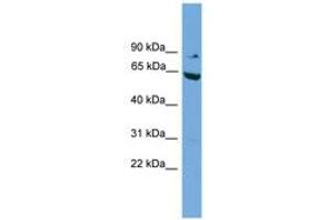 Image no. 1 for anti-RalA Binding Protein 1 (RALBP1) (N-Term) antibody (ABIN6749754) (RALBP1 抗体  (N-Term))