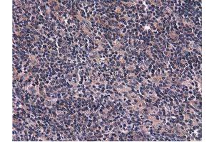 Image no. 6 for anti-COBW Domain Containing 1 (CBWD1) antibody (ABIN1497117) (CBWD1 抗体)