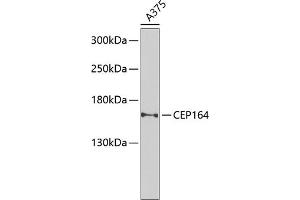Western blot analysis of extracts of A-375 cells, using CEP164 Antibody (ABIN6131021, ABIN6138417, ABIN6138418 and ABIN6225304) at 1:1000 dilution. (CEP164 抗体  (AA 730-829))