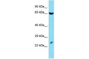 Host: Rabbit Target Name: LIN54 Sample Type: HepG2 Whole Cell lysates Antibody Dilution: 1. (LIN54 抗体  (C-Term))