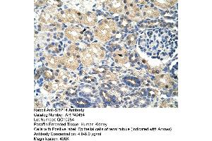 Rabbit Anti-SRAntibody  Paraffin Embedded Tissue: Human Kidney Cellular Data: Epithelial cells of renal tubule Antibody Concentration: 4. (SRP14 抗体  (N-Term))