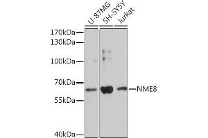 Western blot analysis of extracts of various cell lines, using NME8 Rabbit pAb (ABIN7270801) at 1:3000 dilution. (TXNDC3/NME8 抗体  (AA 299-588))