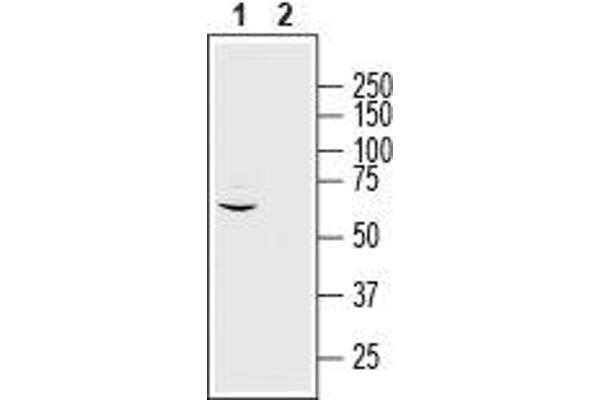MRGPRE 抗体  (3rd Intracellular Loop)