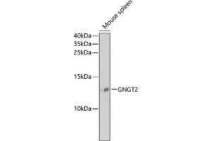 Western blot analysis of extracts of mouse spleen, using GNGT2 antibody (ABIN6131709, ABIN6141242, ABIN6141244 and ABIN6218188) at 1:1000 dilution. (GNGT2 抗体  (AA 1-69))