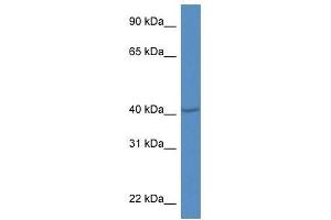 Western Blot showing Prdm12 antibody used at a concentration of 1. (PRDM12 抗体  (Middle Region))