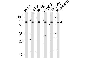 Western blot analysis of lysates from K562, Jurkat, HL-60, HepG2 cell line, human kidney, human placenta tissue(from left to right), using EPOR Antibody (C-term) (ABIN6243002 and ABIN6577698). (EPOR 抗体  (C-Term))