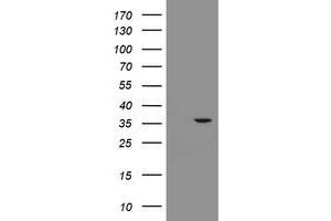 Image no. 2 for anti-Replication Factor C (Activator 1) 2, 40kDa (RFC2) antibody (ABIN1500672) (RFC2 抗体)