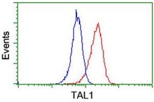Image no. 2 for anti-T-Cell Acute Lymphocytic Leukemia 1 (TAL1) antibody (ABIN1501293)