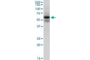 MAPK9 monoclonal antibody (M05), clone 1D6. (JNK2 抗体  (AA 321-424))