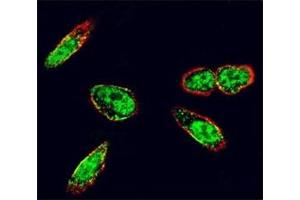 Immunofluorescence (IF) image for anti-Proto-oncogene tyrosine-protein kinase Src (Src) (AA 1-30) antibody (ABIN3029561)
