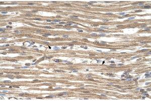 Human Muscle (ACTR2 抗体  (N-Term))