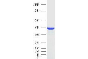 Western Blotting (WB) image for N-Myc Downstream Regulated 1 (NDRG1) (Transcript Variant 2) protein (Myc-DYKDDDDK Tag) (ABIN2726979)