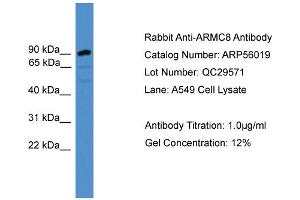 WB Suggested Anti-ARMC8  Antibody Titration: 0. (ARMC8 抗体  (N-Term))
