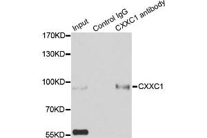 Immunoprecipitation analysis of 200ug extracts of HepG2 cells using 3ug CXXC1 antibody. (CXXC1 抗体)