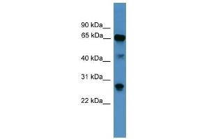 Western Blot showing CANX antibody used at a concentration of 1. (Calnexin 抗体  (Middle Region))