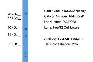 WB Suggested Anti-PRSS23  Antibody Titration: 0. (PRSS23 抗体  (C-Term))
