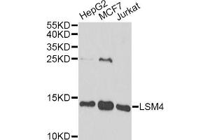 Western blot analysis of extracts of various cell lines, using LSM4 antibody. (LSM4 抗体)