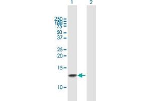 Western Blot analysis of GNRH1 expression in transfected 293T cell line by GNRH1 MaxPab polyclonal antibody. (GNRH1 抗体  (AA 1-92))