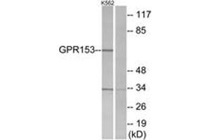 Western blot analysis of extracts from K562 cells, using GPR153 Antibody. (GPR153 抗体  (AA 291-340))