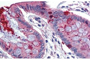 Immunohistochemistry with Human Colon lysate tissue at an antibody concentration of 5. (LIN7C 抗体  (N-Term))