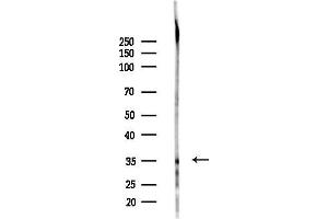 Western blot analysis of lysates from HepG2 cells, using OR8G1 Antibody at 1/1000 dilution.